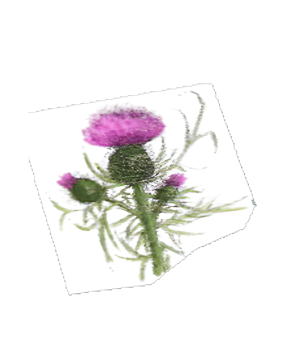 Scotch thistle